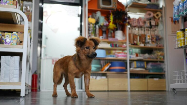 Landing Page para Petshop: Aumente seus Agendamentos Landing Page para Petshop Aumente seus Agendamentos